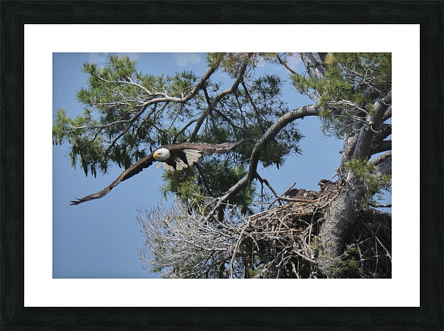 Bird Photography  Picture Frame print