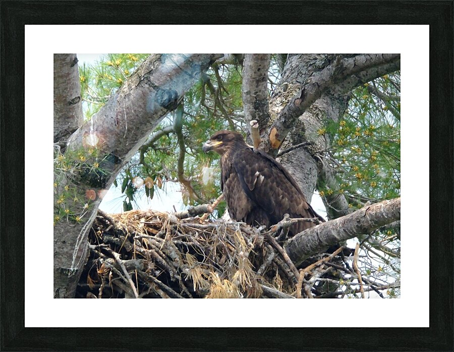 Bird Photography  Picture Frame print