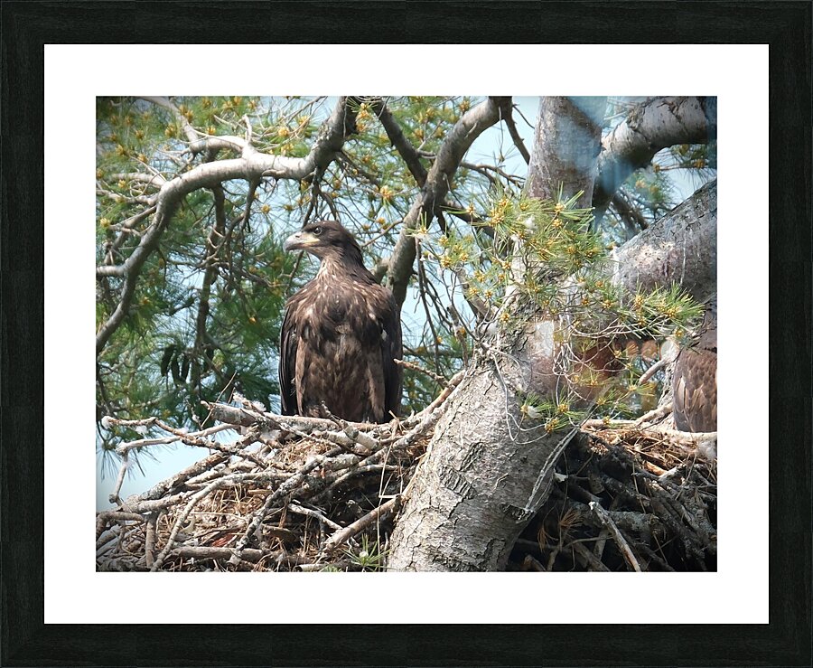 Bird Photography  Picture Frame print