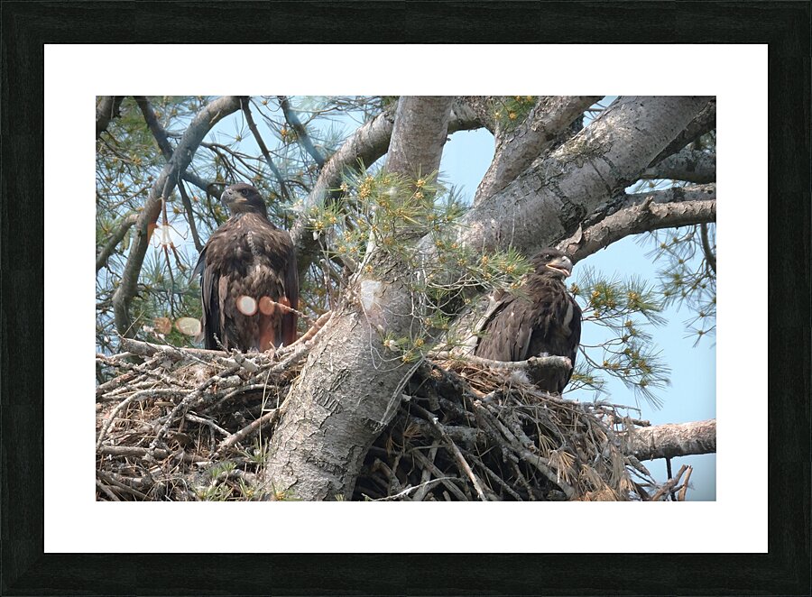 Bird Photography  Picture Frame print