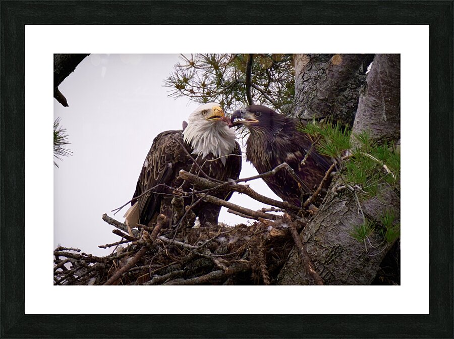 Bird Photography  Picture Frame print