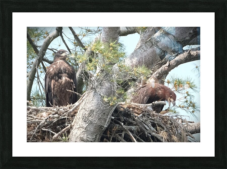 Bird Photography  Picture Frame print