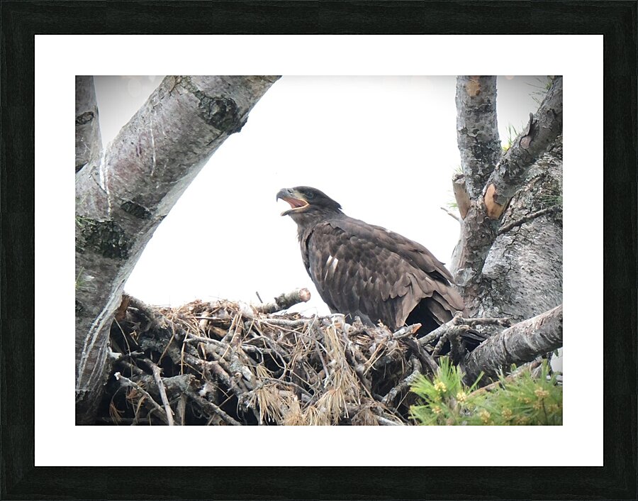 Bird Photography  Picture Frame print