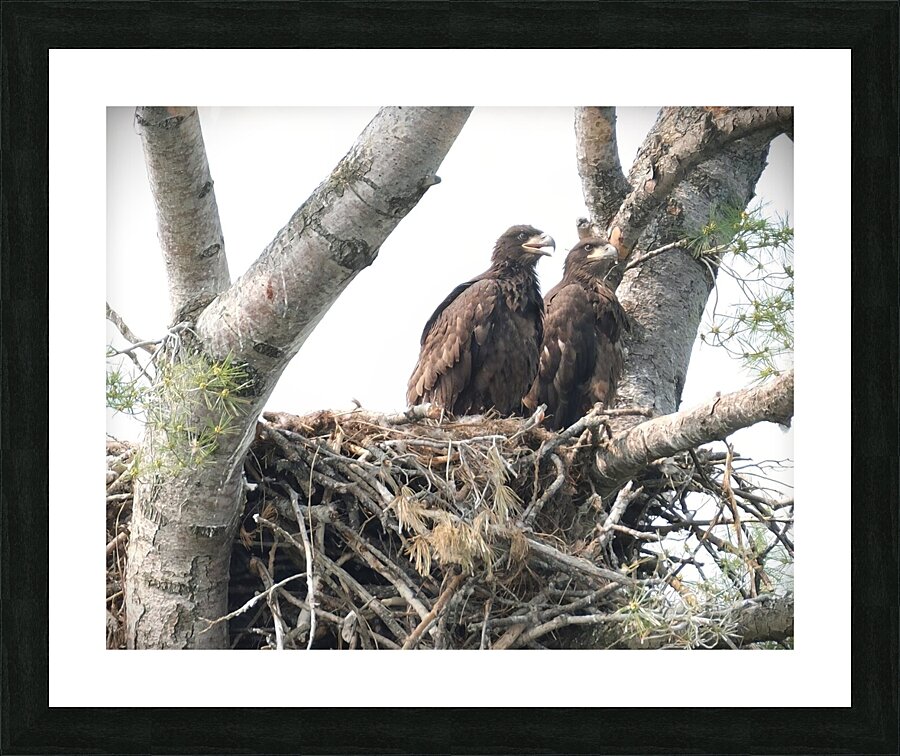 Bird Photography  Picture Frame print