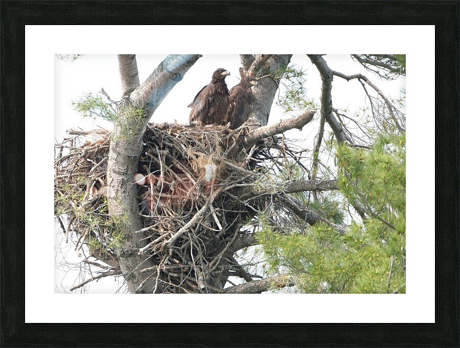 Bird Photography  Picture Frame print