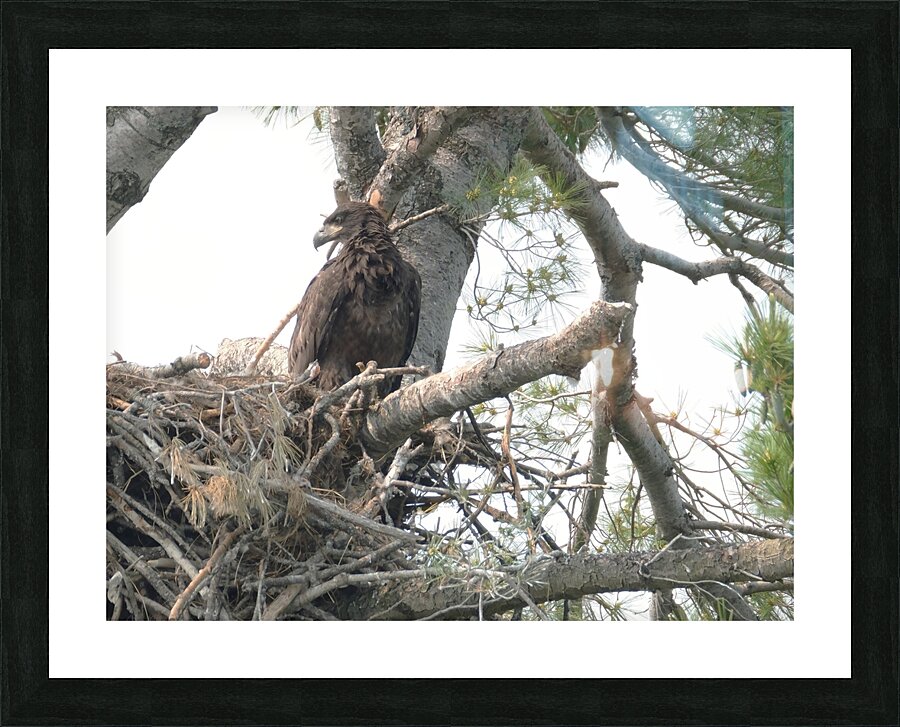 Bird Photography  Picture Frame print