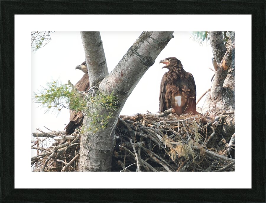Bird Photography  Picture Frame print