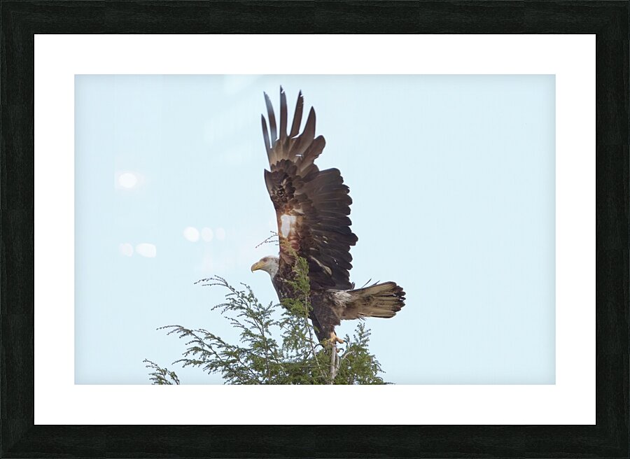 Bird Photography  Picture Frame print