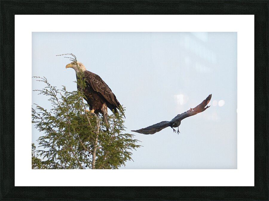 Bird Photography  Picture Frame print