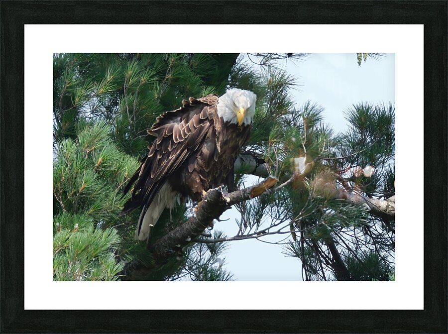 Bird Photography  Picture Frame print
