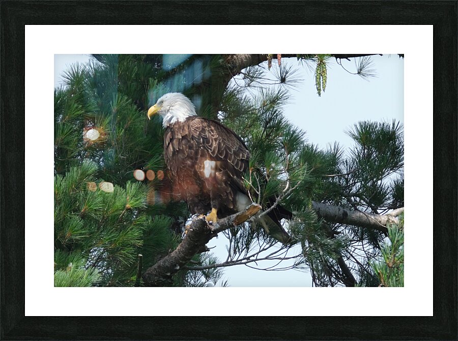 Bird Photography  Picture Frame print