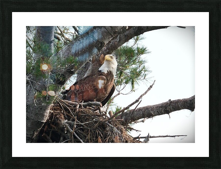 Bird Photography  Picture Frame print
