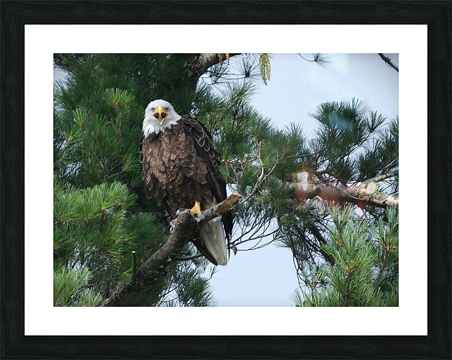 Bird Photography  Picture Frame print