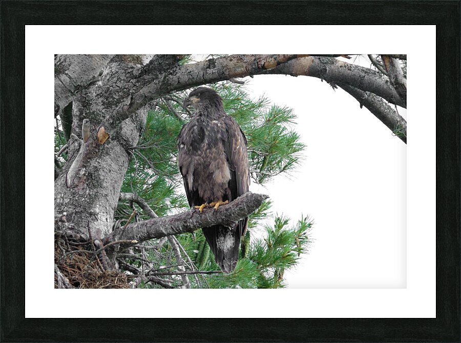 Bird Photography  Picture Frame print