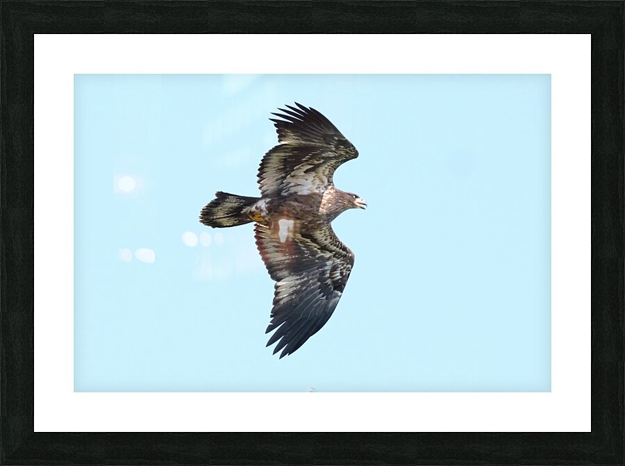 Bird Photography  Picture Frame print