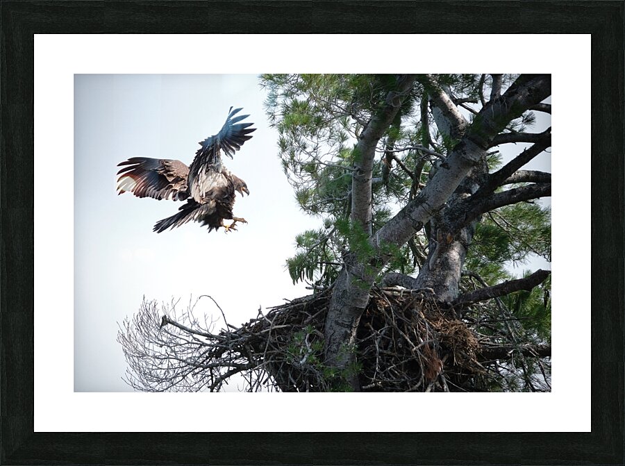 Bird Photography  Picture Frame print