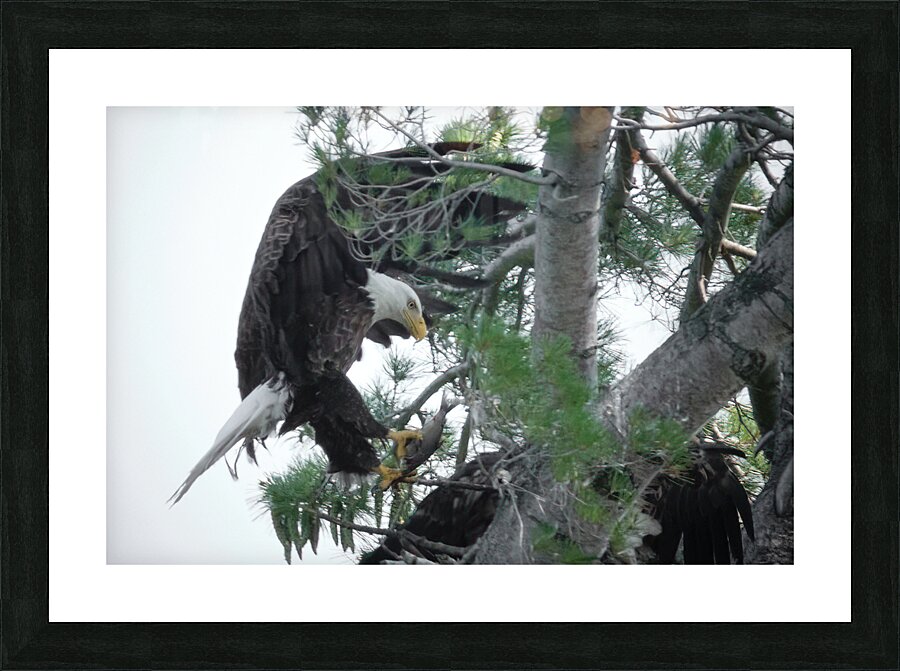 Bird Photography  Picture Frame print