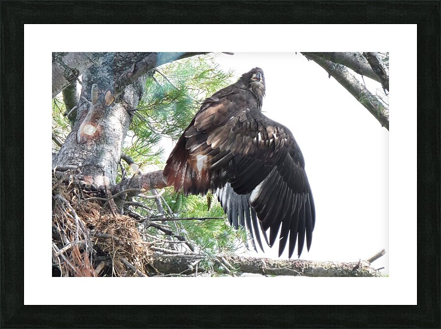 Bird Photography  Picture Frame print