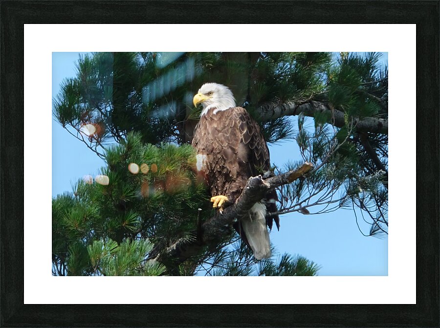 Bird Photography  Picture Frame print