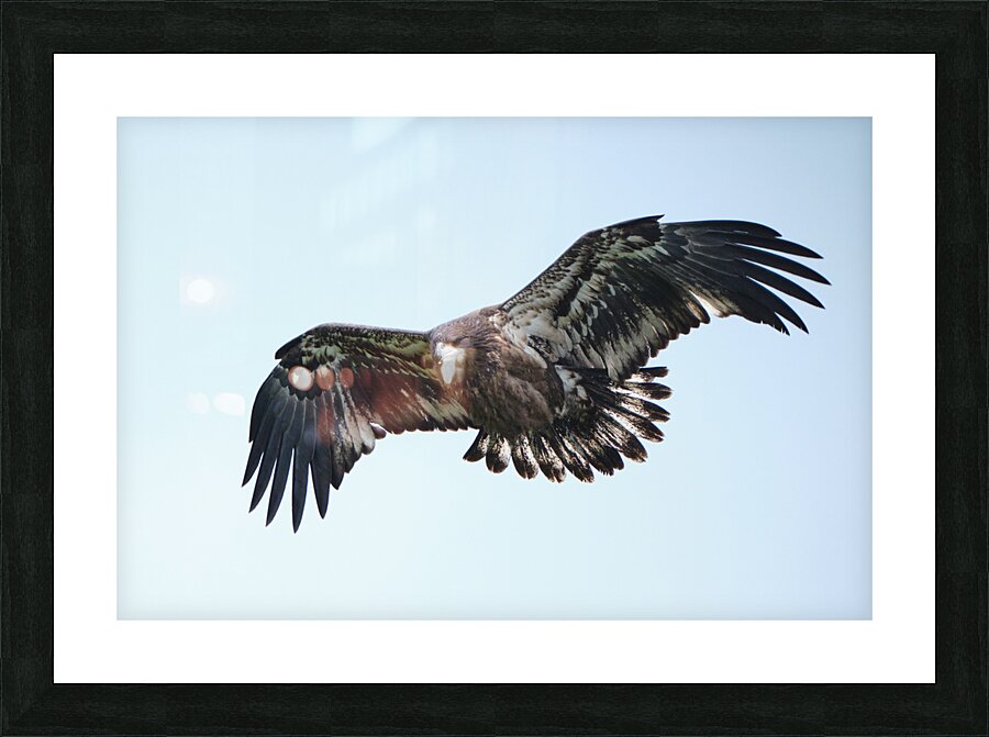 Bird Photography  Picture Frame print