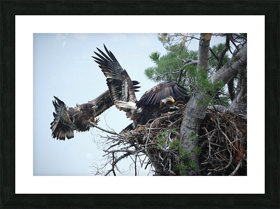 Bird Photography  Picture Frame print