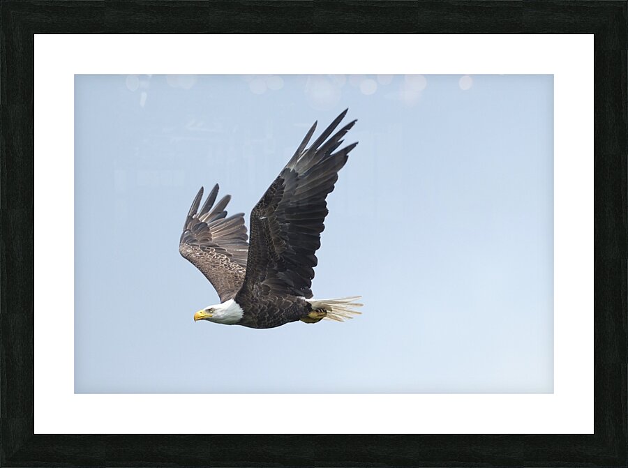 Bird Photography  Picture Frame print