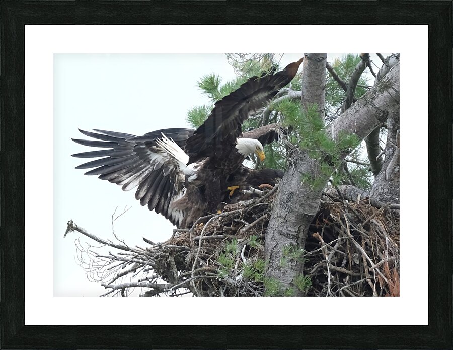 Bird Photography  Picture Frame print