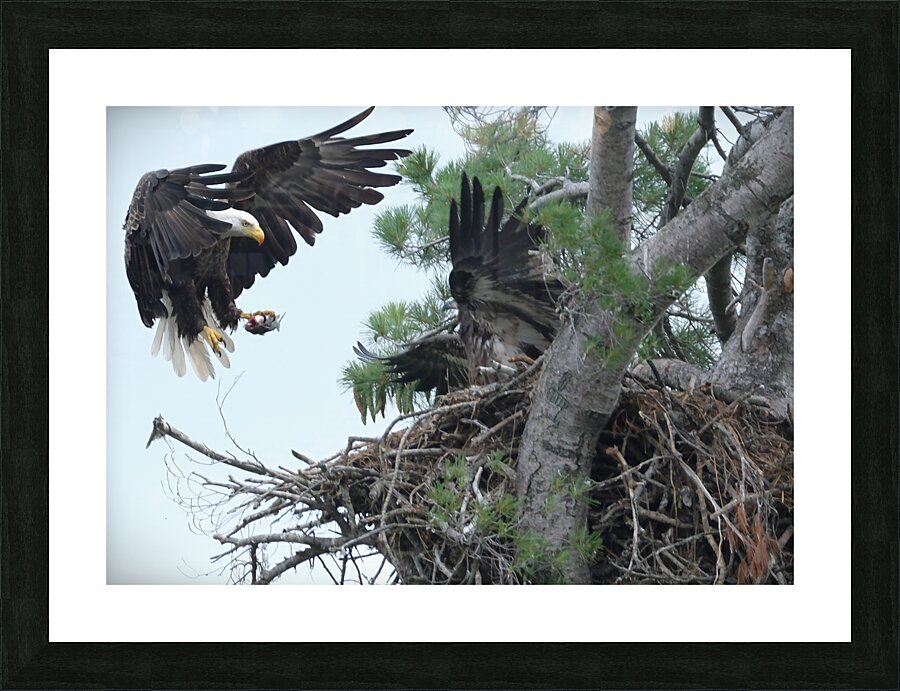 Bird Photography  Picture Frame print