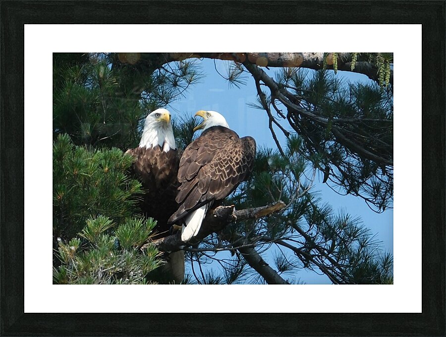Bird Photography  Picture Frame print