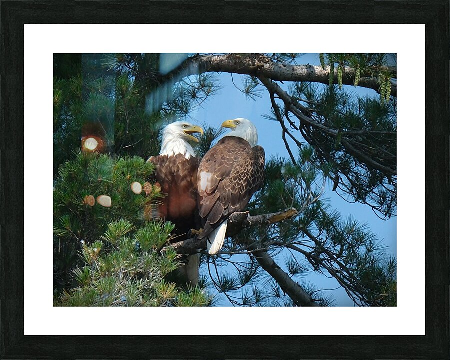 Bird Photography  Picture Frame print