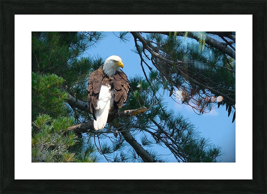 Bird Photography  Picture Frame print