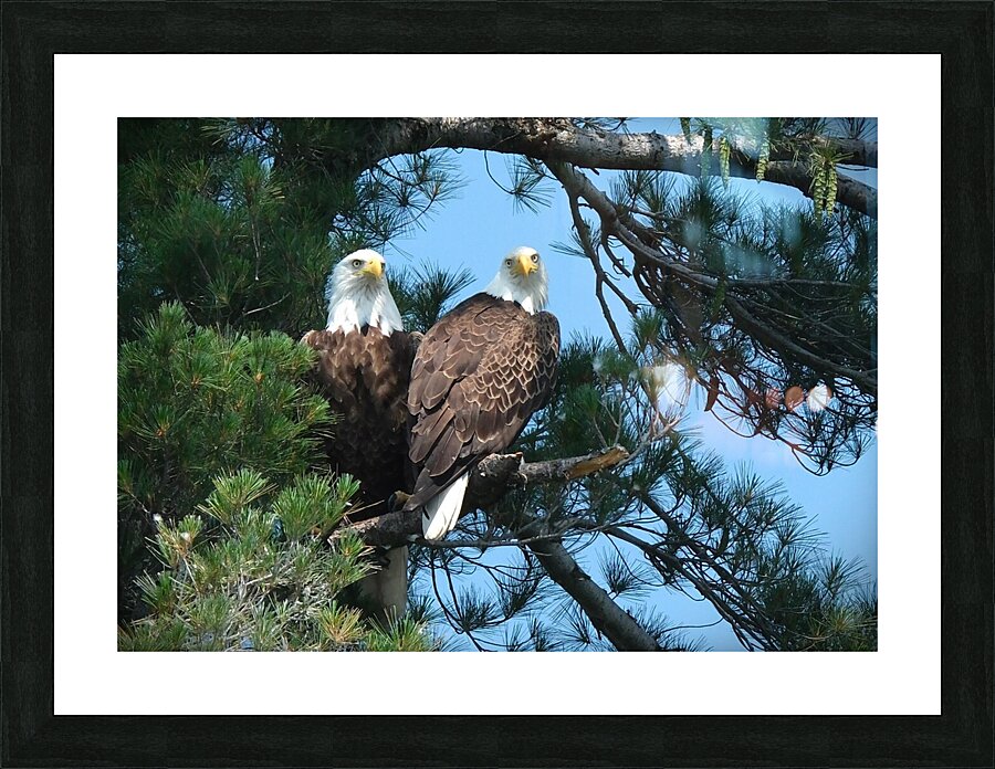 Bird Photography  Picture Frame print
