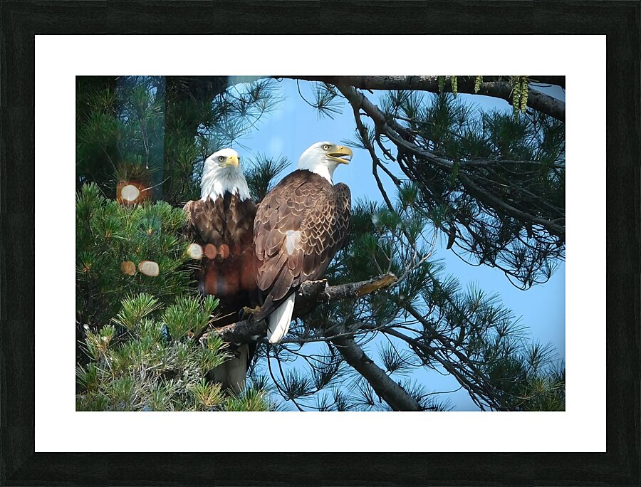 Bird Photography  Picture Frame print