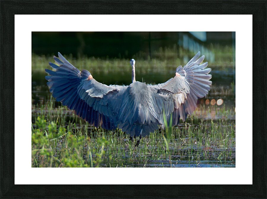 Bird Photography  Picture Frame print