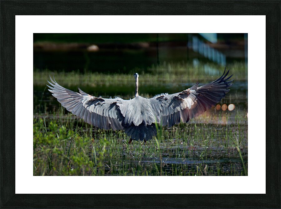 Bird Photography  Picture Frame print