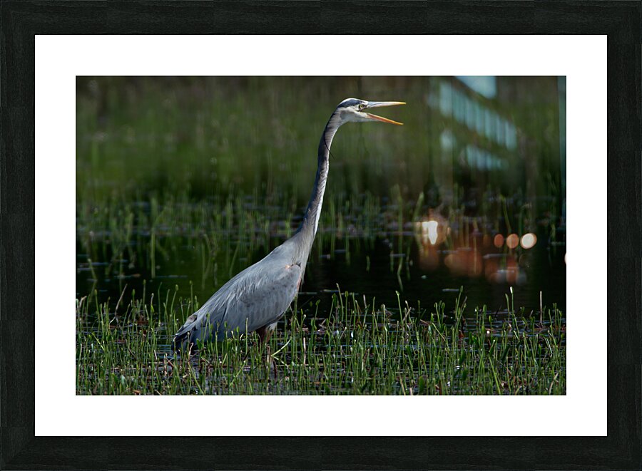 Bird Photography  Picture Frame print