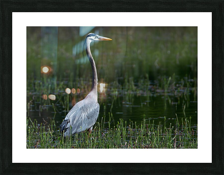 Bird Photography  Picture Frame print