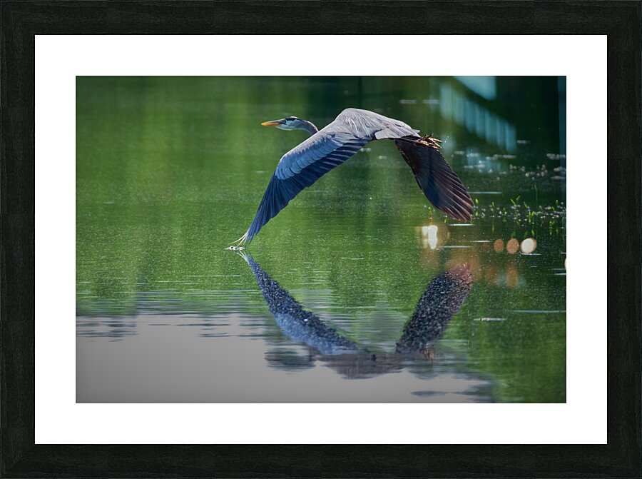 Bird Photography  Picture Frame print