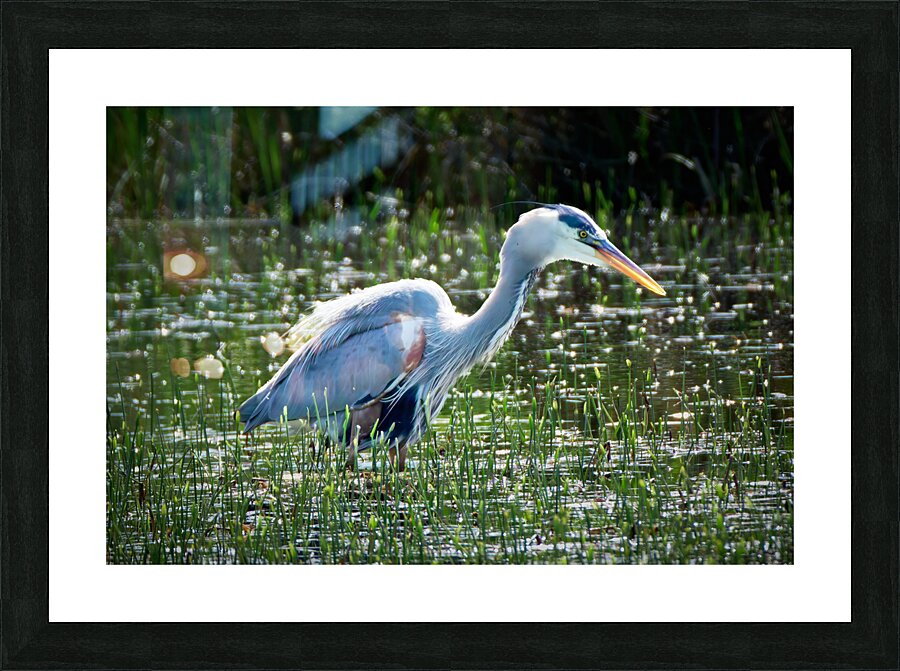 Bird Photography  Picture Frame print