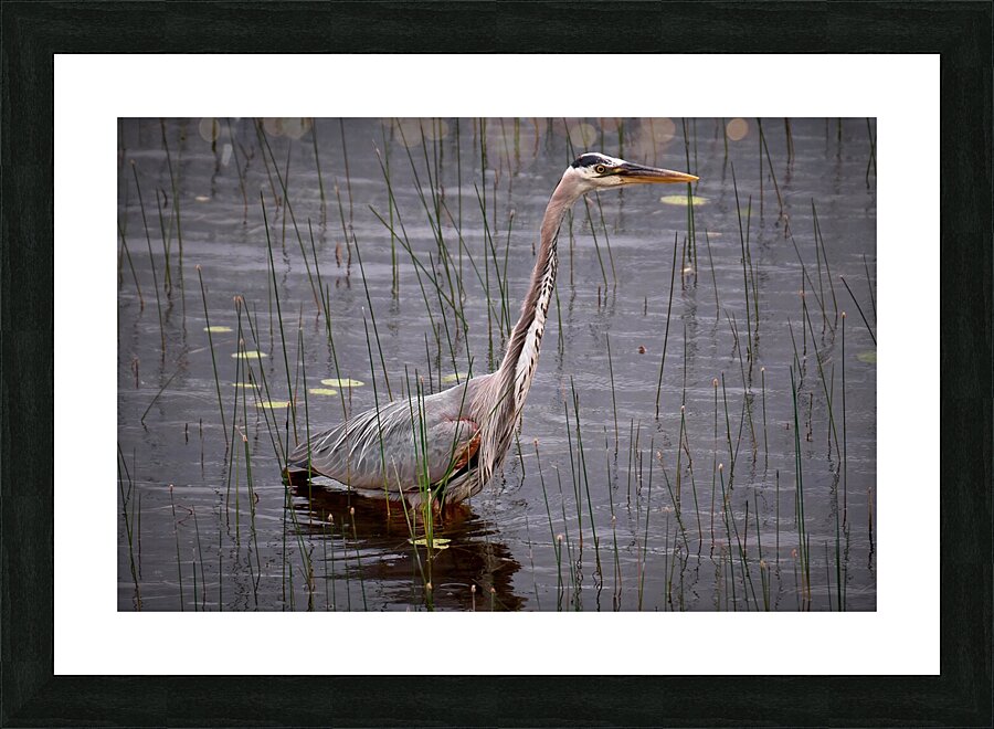 Bird Photography  Picture Frame print