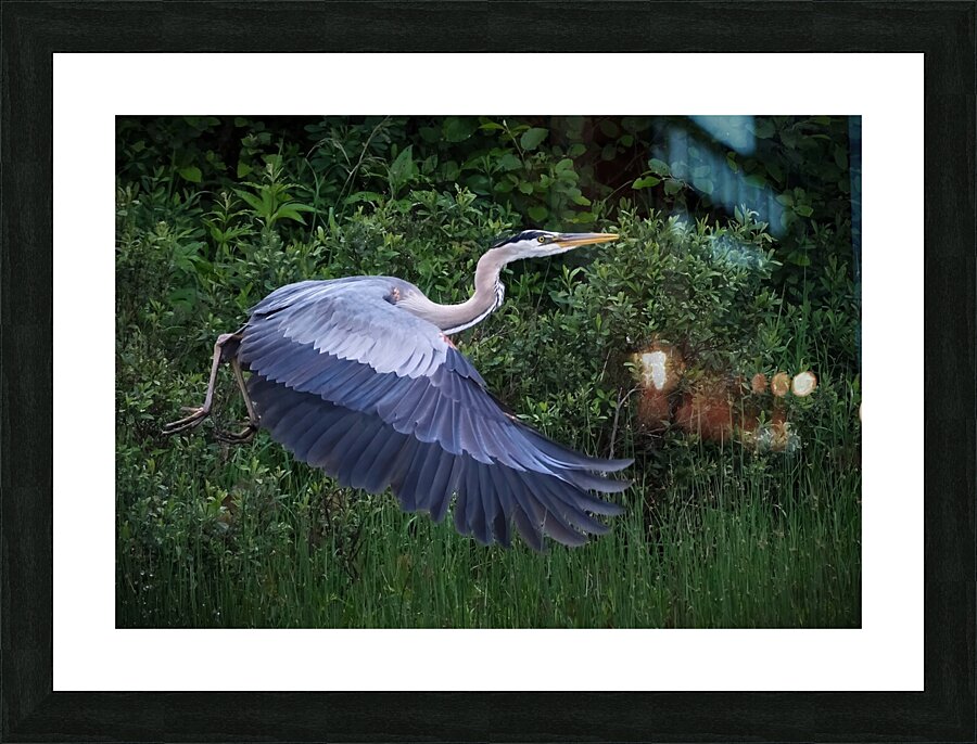 Bird Photography  Picture Frame print