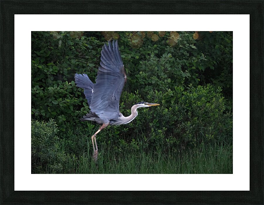 Bird Photography  Picture Frame print
