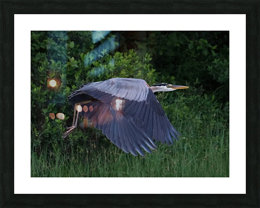 Bird Photography  Picture Frame print