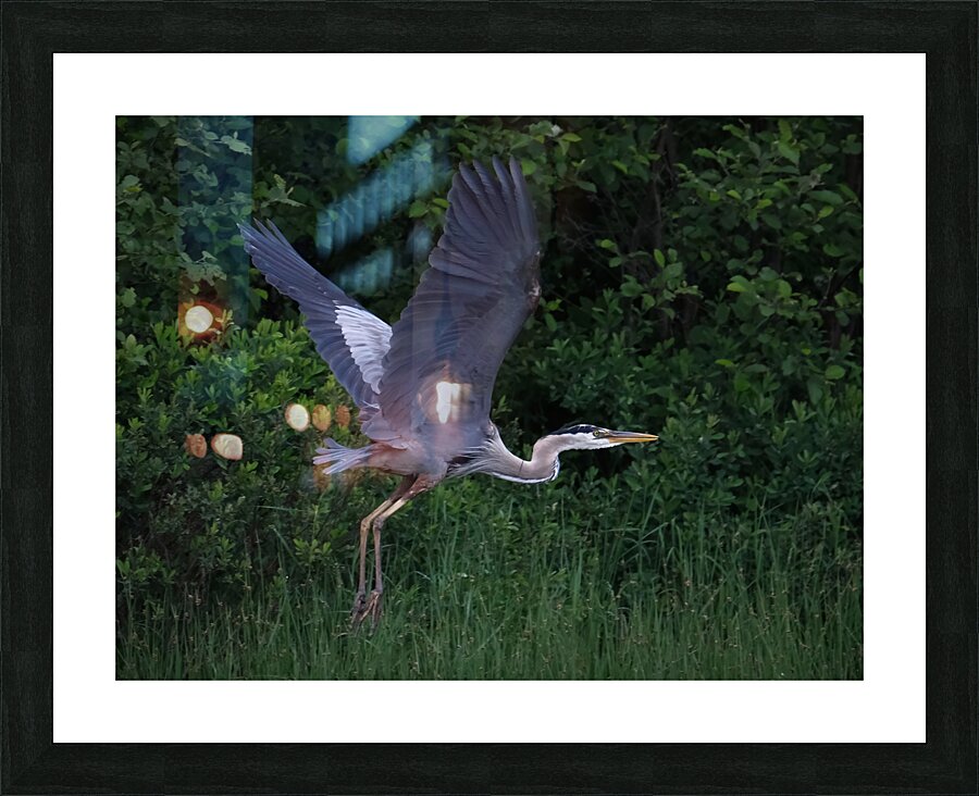 Bird Photography  Picture Frame print