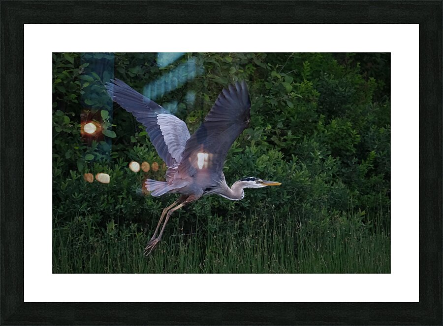 Bird Photography  Picture Frame print