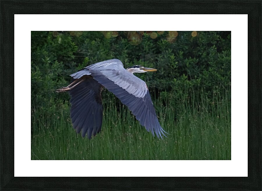 Bird Photography    Picture Frame print