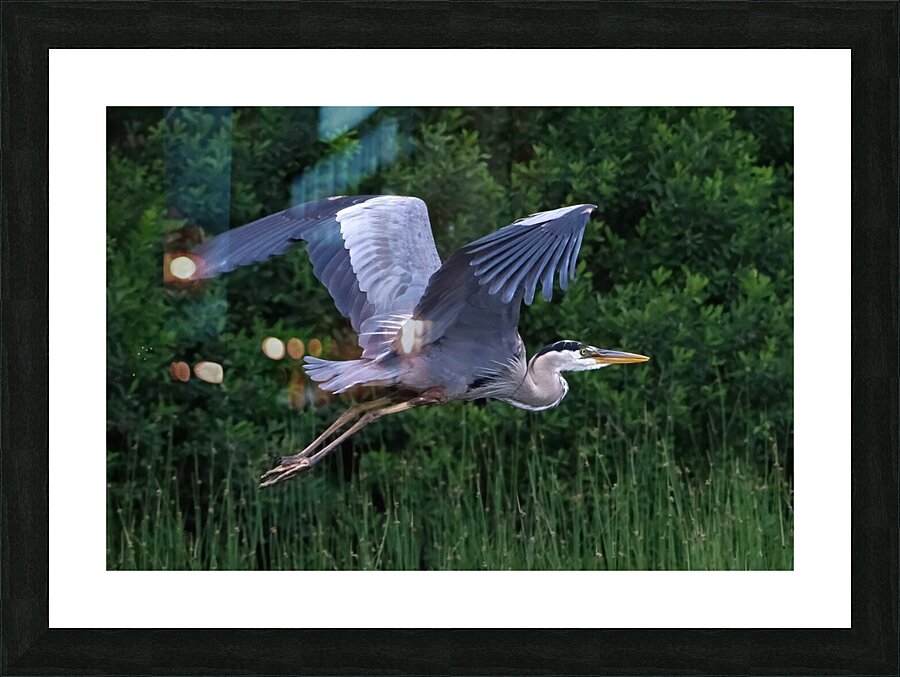 Bird Photography    Picture Frame print