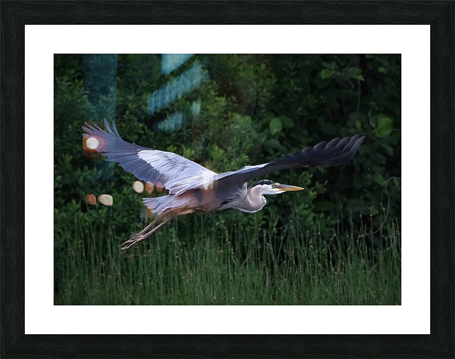 Bird Photography    Picture Frame print