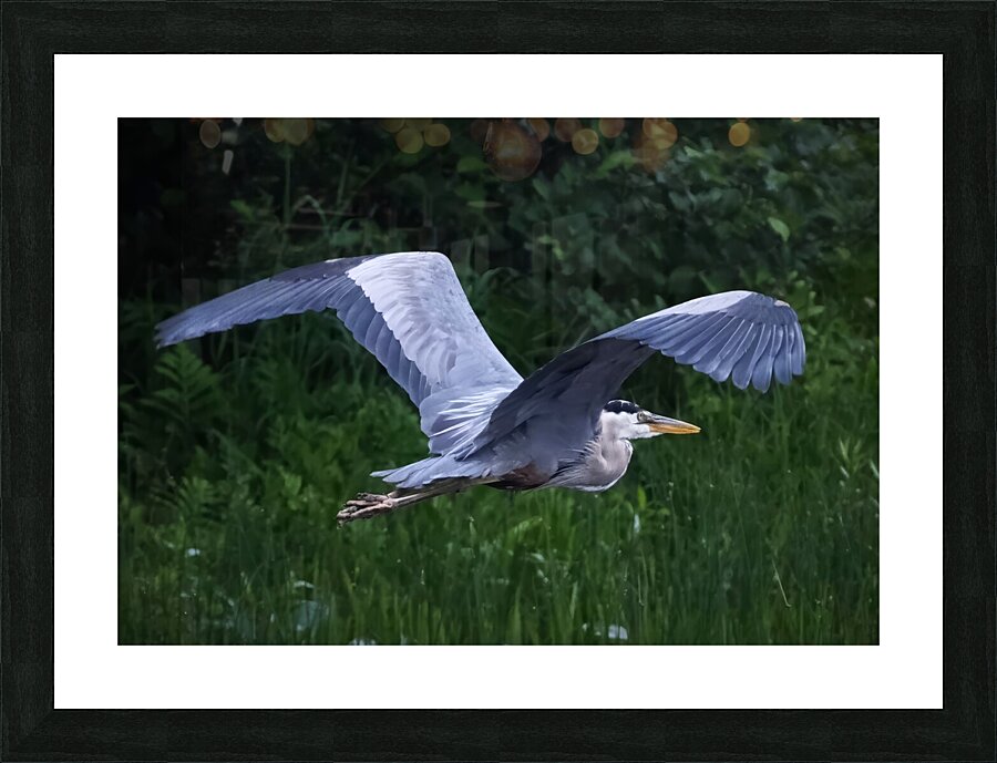 Bird Photography    Picture Frame print
