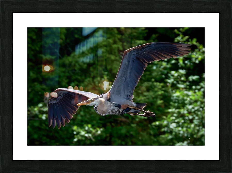 Bird Photography    Picture Frame print